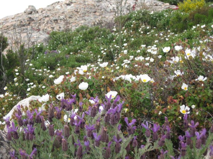 Zistrose, Lavendel & Co. - Macchia Blumen Zistrose, Lavendel & Co. - Macchia Blumen