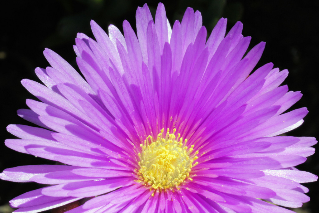Blume
