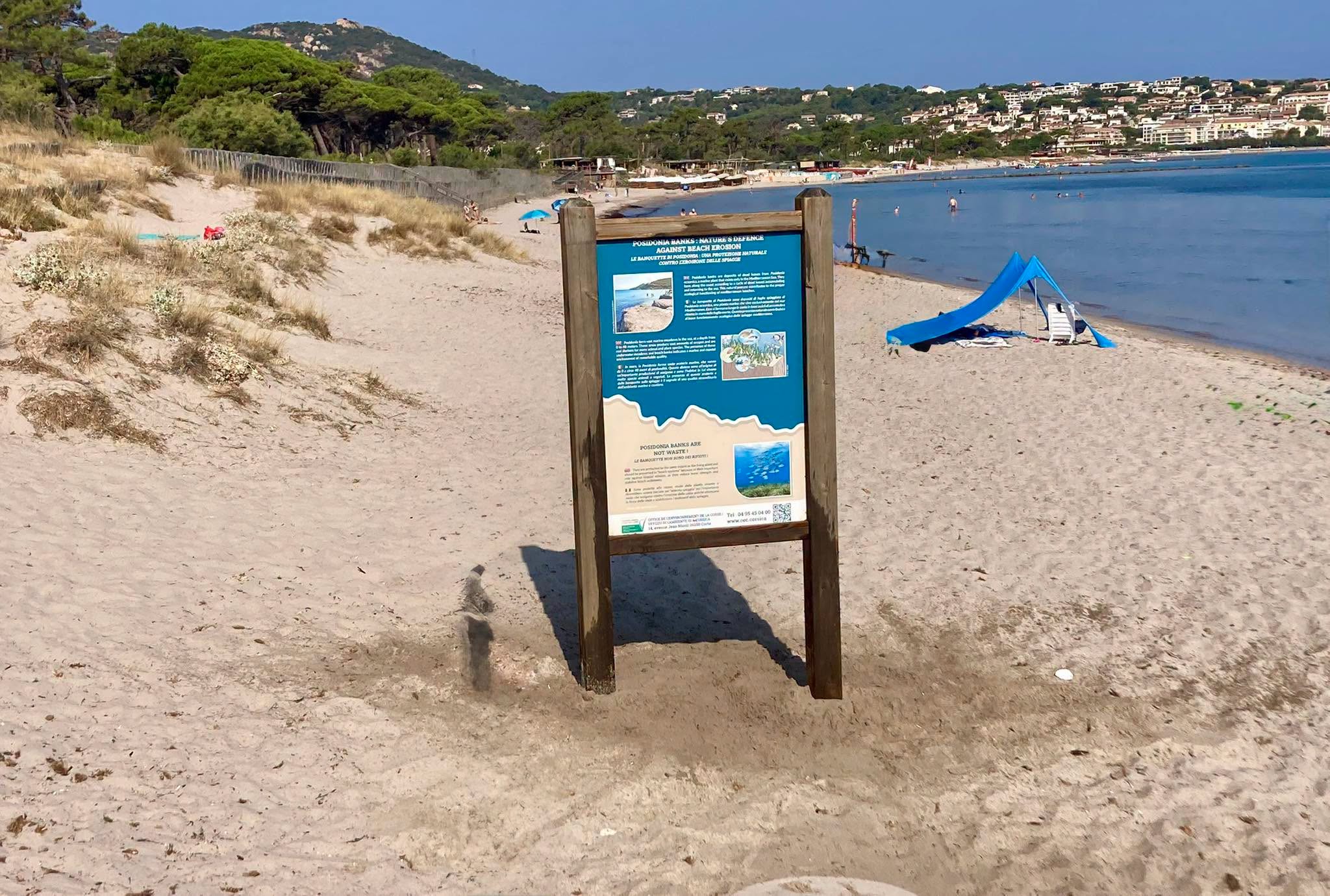 Neptungras: Lebensraum, Klimaschützer und Küstenwächter Pool im Feriendorf zum Störrischen Esel auf Calvi in Korsika